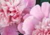 Mother's Day Banner Photo
