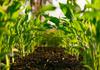 Sustainability and Agriculture Banner Photo