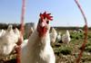 Farmyard Fun Banner Photo