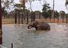 Elephants at Werribee Open Range Zoo Banner Photo