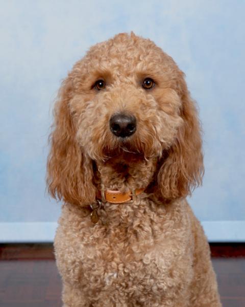 Wellbeing & Learning Diversity Banner Photo