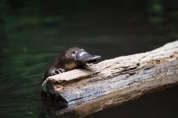          VCE VM Project  Banner Photo