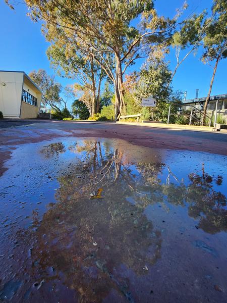 Principal's Report  Banner Photo