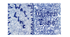 Waterline Throwback Banner Photo