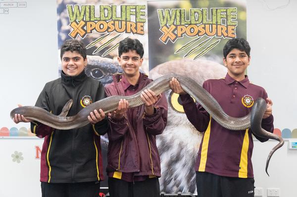 Y9: Snake Safety Incursion Banner Photo