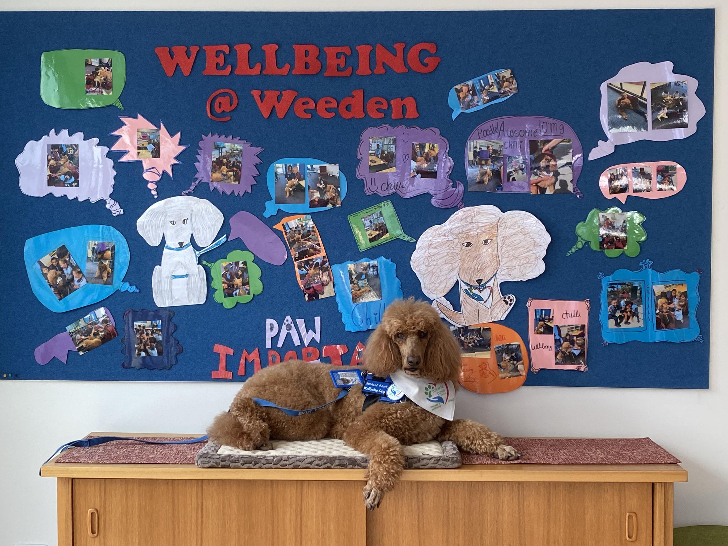 Wellbeing Banner Photo