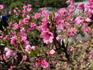 Kitchen Garden  Banner Photo