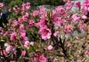 Kitchen Garden Banner Photo