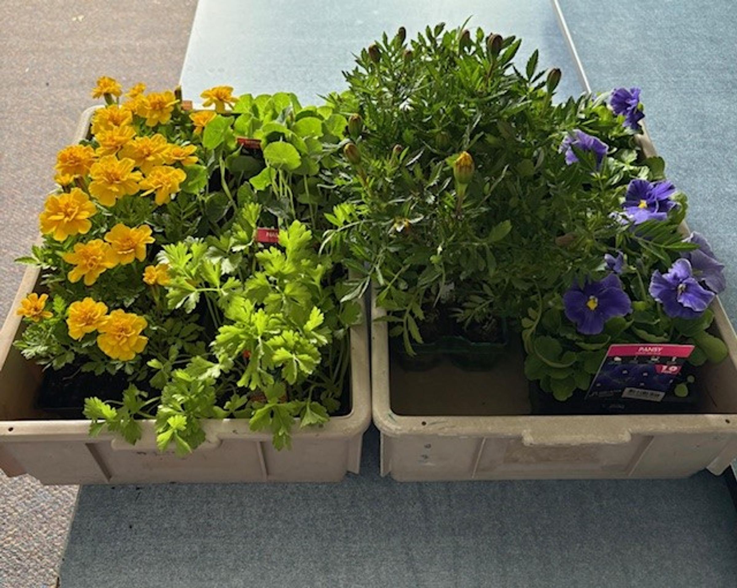 Year 4 Gardening Program Banner Photo