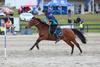 Melbourne Royal Show – Mounted Games Display Banner Photo