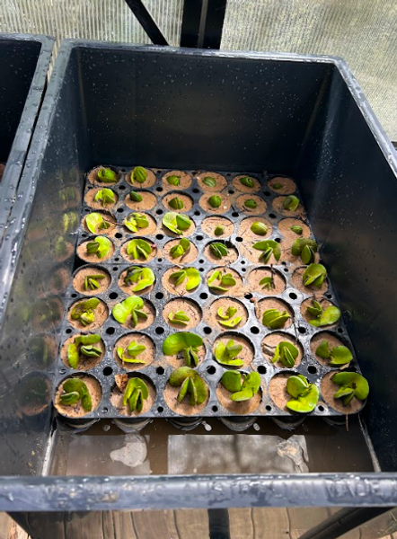 Big Blue Mangrove Planting  Banner Photo