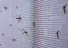 Protecting against mosquito-borne diseases Banner Photo