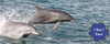 I Sea I Care News Banner Photo