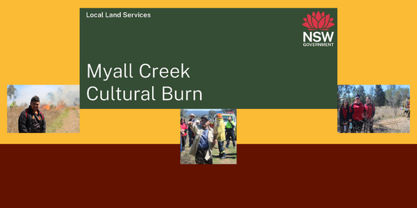MYALL CREEK CULTURAL BURN Banner Photo