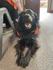 Story Dogs Banner Photo