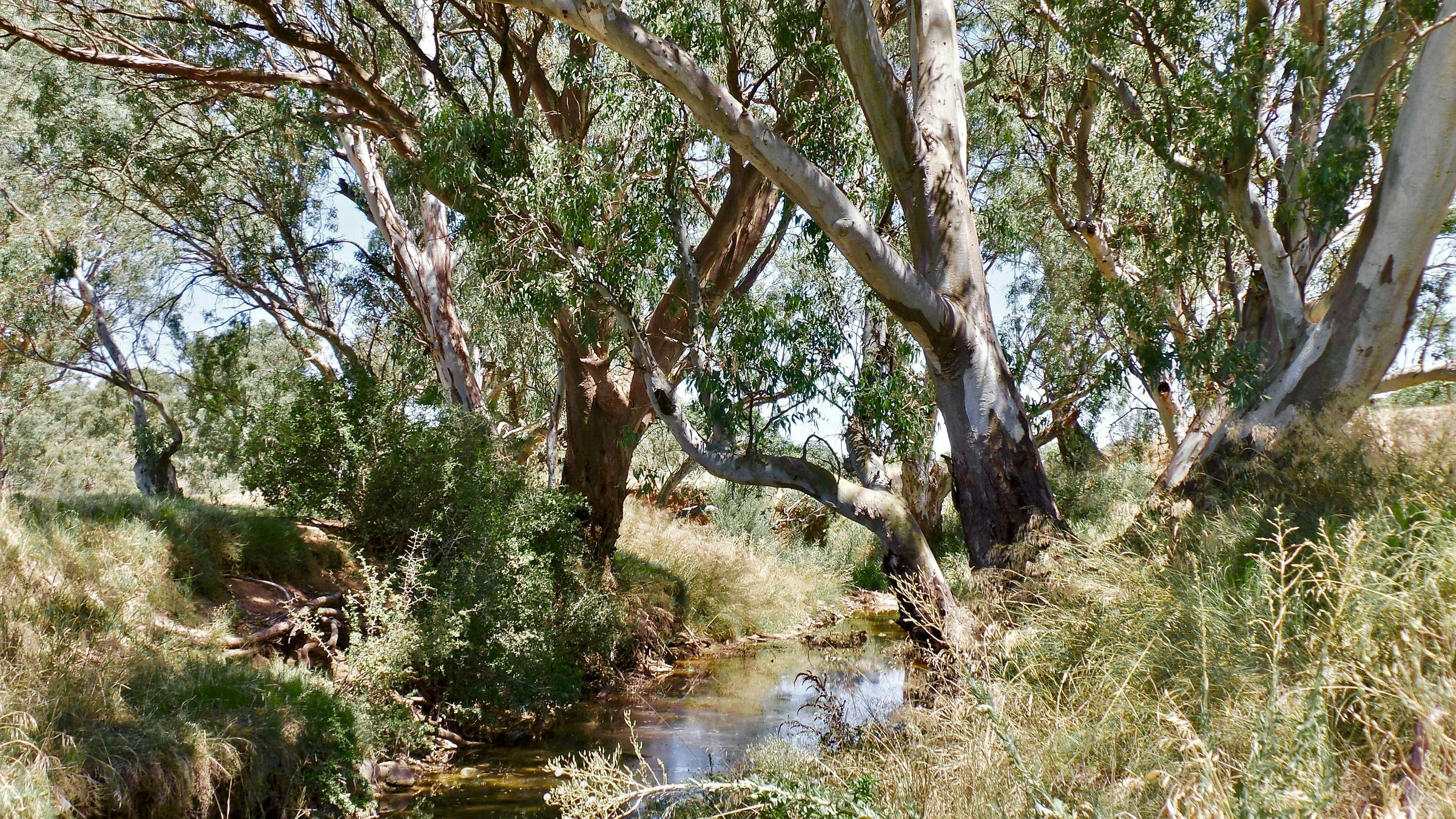Middle Gully Grant Success Banner Photo