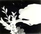 Year 9/10 Film Photography Banner Photo