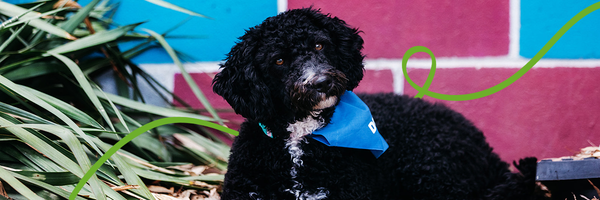 Wellbeing Banner Photo