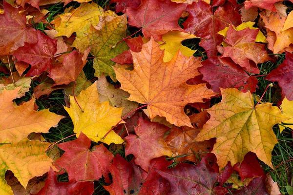 Autumn Banner Photo