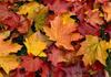 Autumn Banner Photo