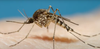 Protecting against mosquito borne diseases Banner Photo