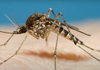 Protecting against mosquito borne diseases Banner Photo