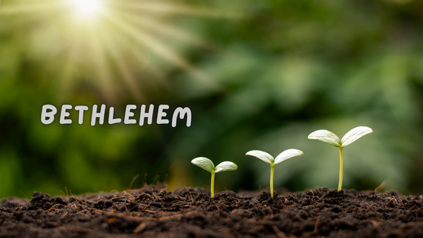 Year Six Spotlight on Learning Banner Photo