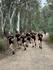 Cross Country at Echuca Banner Photo