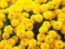 Wear it Yellow - Reconciliation Week Banner Photo